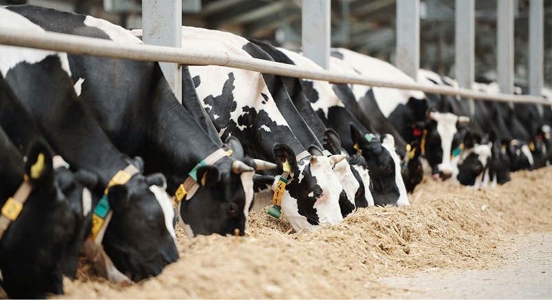 A row of black and white dairy cows