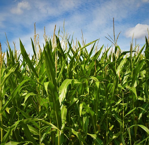 Green Field of Corn